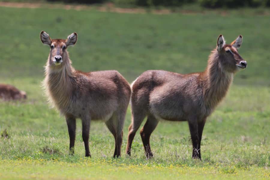 Half-Day Schotia Game Reserve (Open 4x4 Vehicle) - Is $177 a fair price?