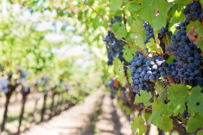 Half-Day Stellenbosch Winelands Tour from Cape Town - Zevenwacht and the second tasting