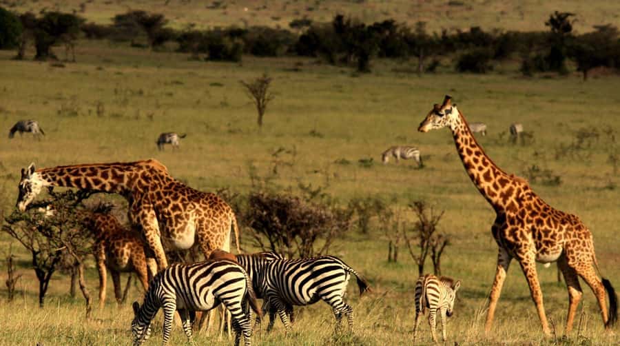 Half Day Tala Game Reserve & Natal Lion Park from Durban - Key points to know before booking