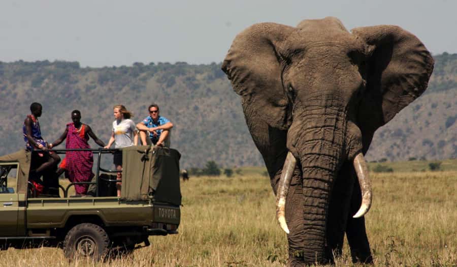 Half Day Tala Game Reserve & Natal Lion Park from Durban - From Durban to Tala’s open game reserve