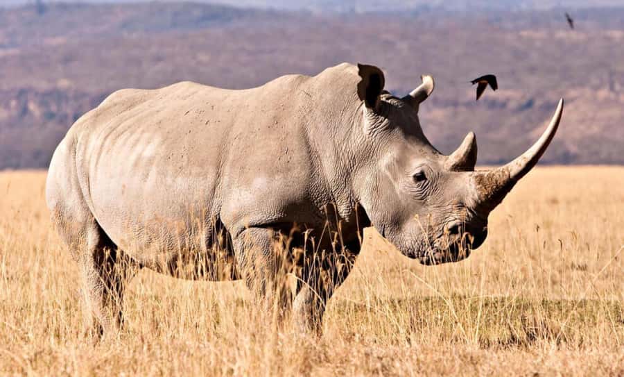 Half Day Tala Game Reserve & Natal Lion Park from Durban - The guide can make or break the experience
