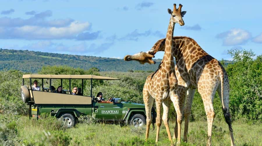 Half Day Tala Game Reserve & Natal Lion Park from Durban - Weather and timing can change the day