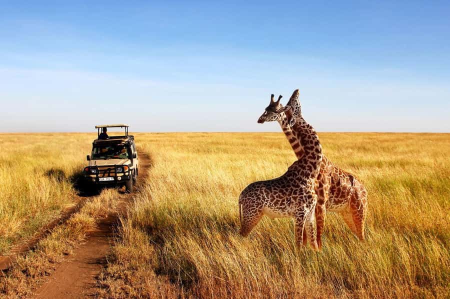 Half Day Tala Game Reserve & Natal Lion Park from Durban - Who will get the most from this tour