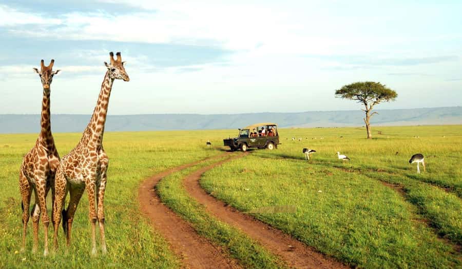 Half Day Tala Game Reserve & Natal Lion Park from Durban - What Tala Game Reserve adds to the day