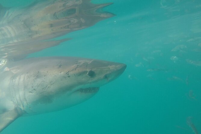 Half-Day White Shark Cage Diving from Gansbaai - Why the Gansbaai setting matters