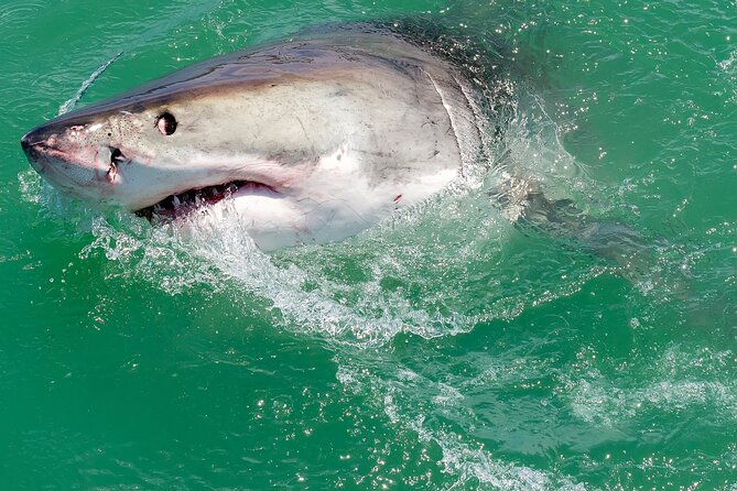 Half-Day White Shark Cage Diving from Gansbaai - Breakfast before the boat heads out