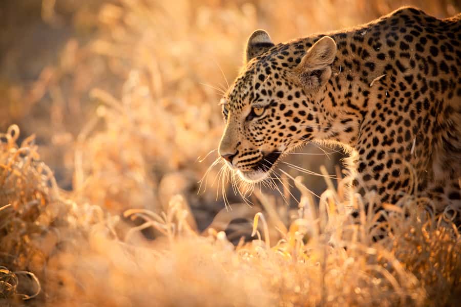 Hartbeespoort: Lion and Safari Park Guided Tour - Lions first, then a short safari through Hartbeespoort