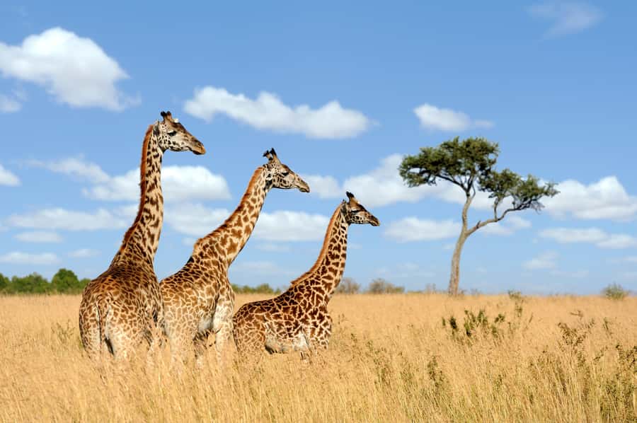 Hartbeespoort: Lion and Safari Park Guided Tour - Cheetahs, hyenas, leopards, and wild dogs