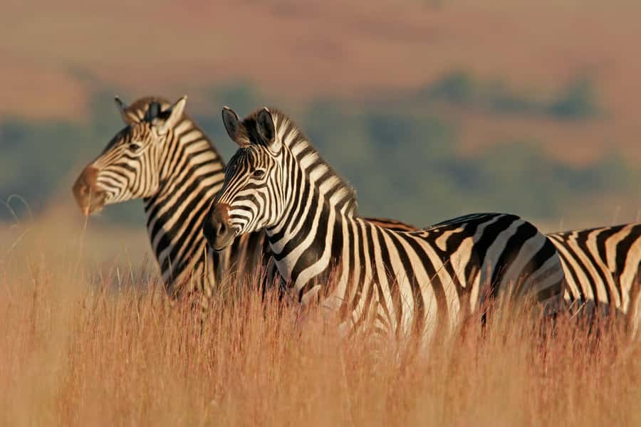 Hartbeespoort: Lion and Safari Park Guided Tour - Antelopes offer a calmer change of pace