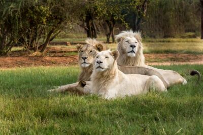 Hartbeespoort: Lion and Safari Park Tour