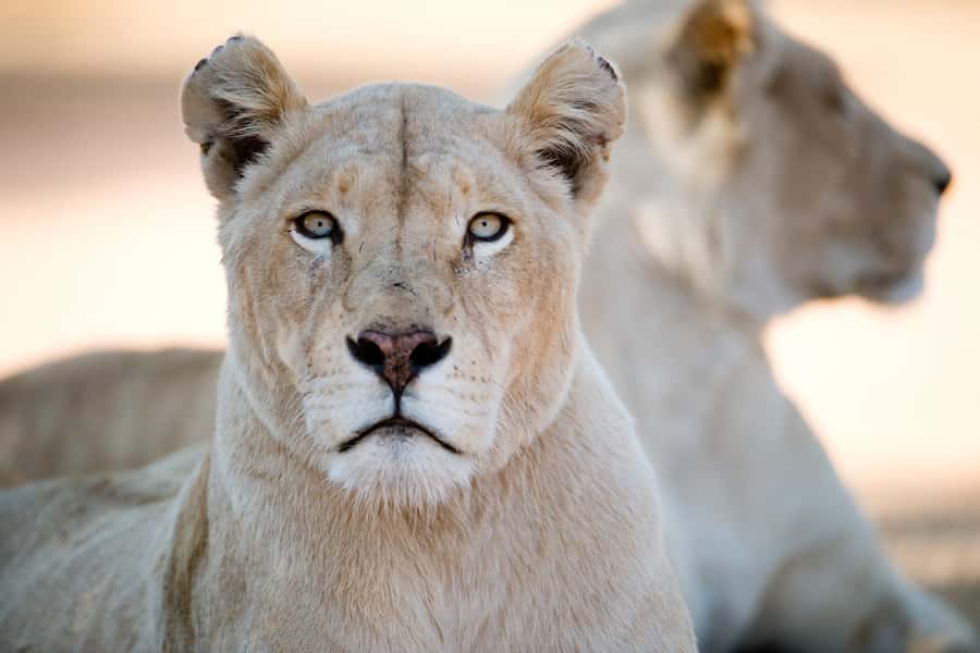 Hartbeespoort: Lion and Safari Park Tour - Booking Details That Affect the Decision