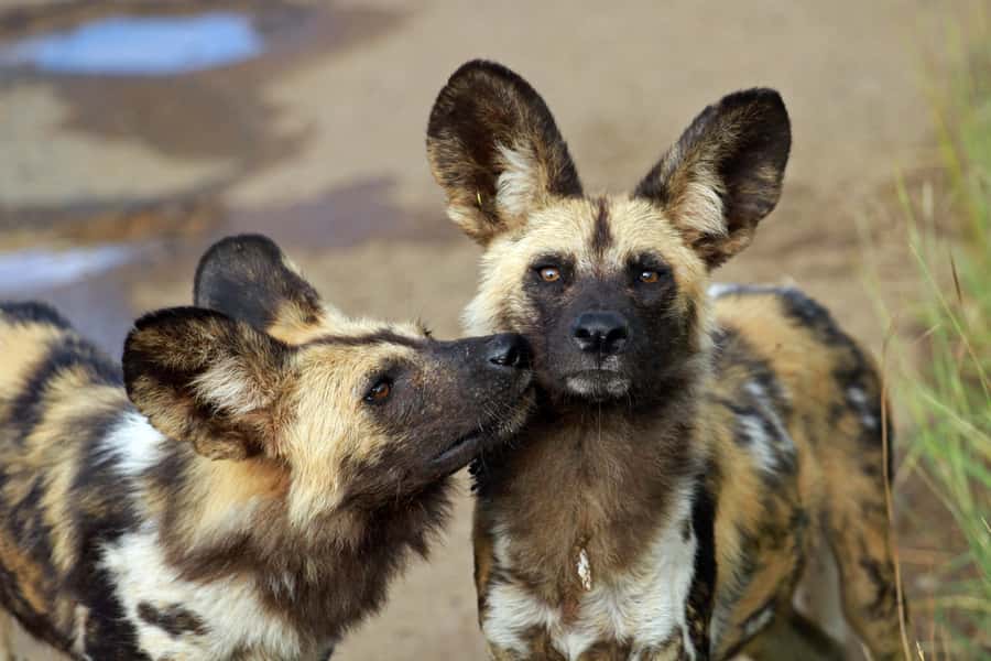 Hartbeespoort: Predator Safari with a Guide - Lions, wild dogs, and cheetahs are the main event