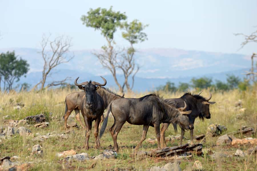 Hartbeespoort: Self-Drive Lion and Safari Park Tour - Why the self-drive format works well