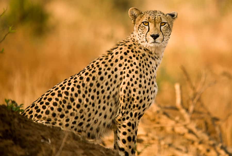 Hartbeespoort: Self-Drive Lion and Safari Park Tour - Food, breaks, and the practical shape of the day