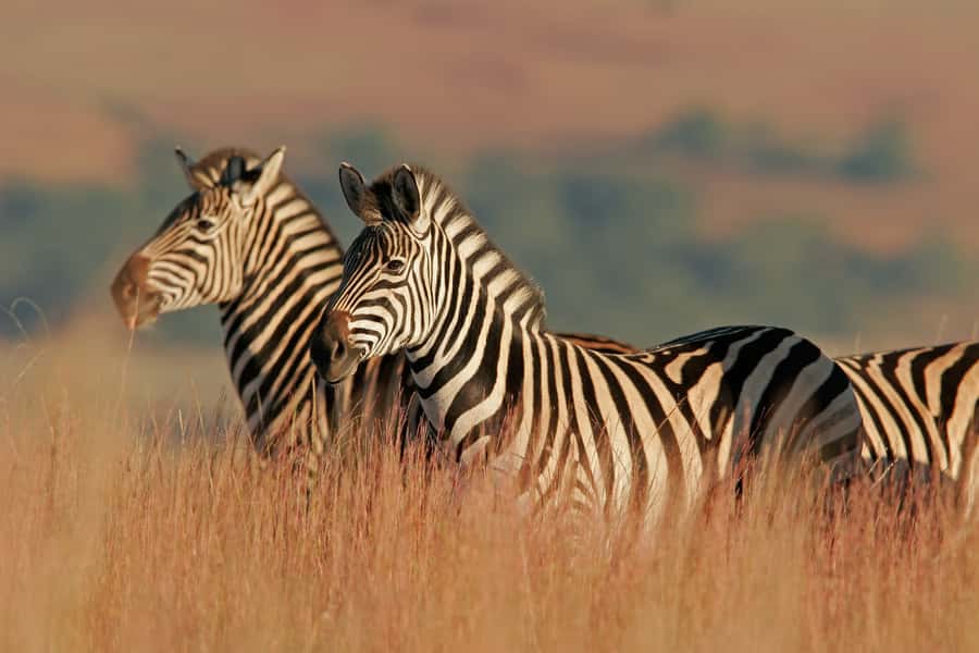 Hartbeespoort: Self-Drive Lion and Safari Park Tour - Is $24 per person good value?