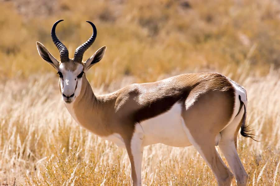 Hartbeespoort: Self-Drive Lion and Safari Park Tour - Visiting in wet weather