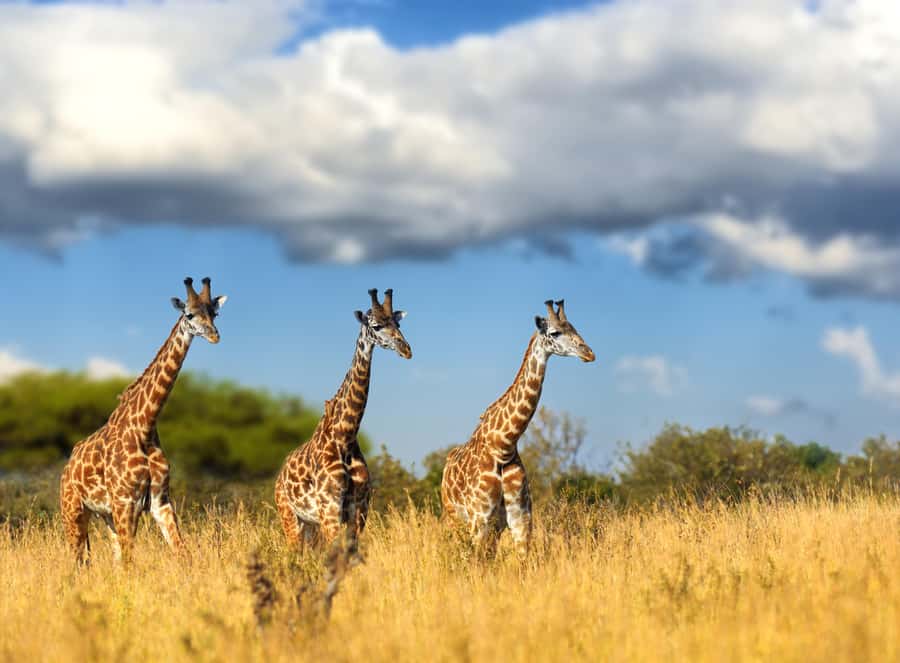 Hartbeespoort: Self-Drive Lion and Safari Park Tour - Reaching the park from Johannesburg and Lanseria