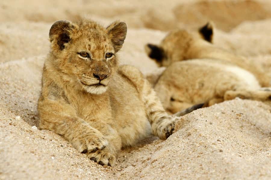 Hazyview: Private Full-Day Guided Kruger Safari - Key points to know before booking