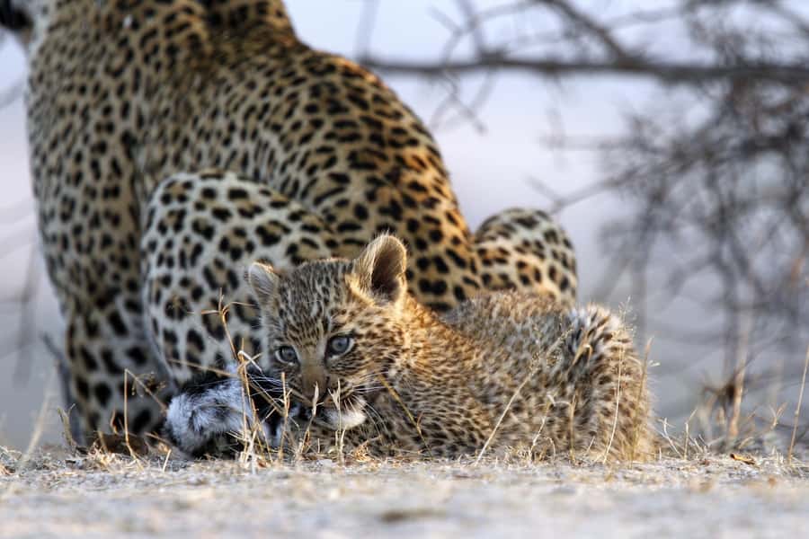 Hazyview: Private Full-Day Guided Kruger Safari - A full day in Kruger from Hazyview