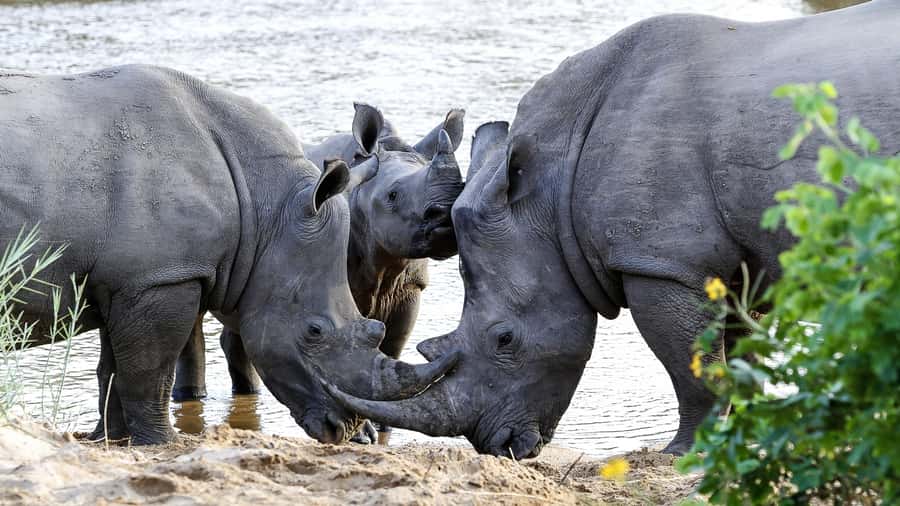 Hazyview: Private Full-Day Guided Kruger Safari - First three-hour drive: animals, trees, and the morning light