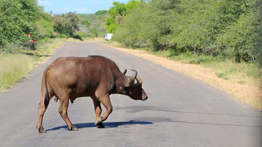 Hazyview: Private Full-Day Guided Kruger Safari - The one-hour lunch break and ride back