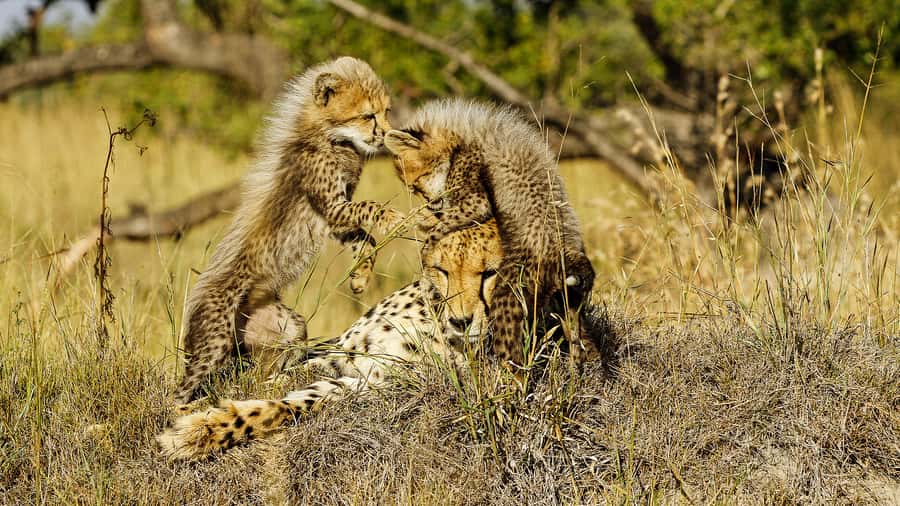 Hazyview: Private Full-Day Guided Kruger Safari - The guides: Andrew, Sylvester, Harold, and Sam