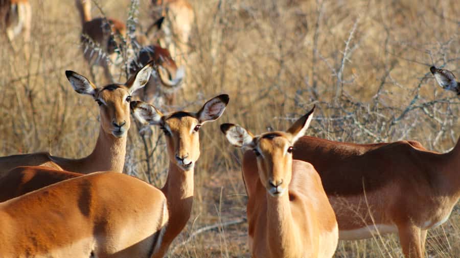 Hazyview: Private Full-Day Guided Kruger Safari - What the $291 price really buys