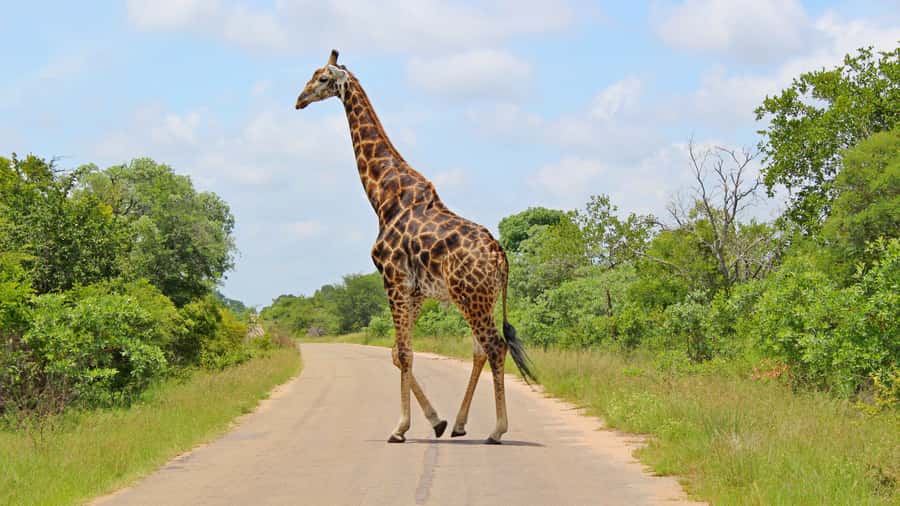 Hazyview: Private Full-Day Guided Kruger Safari - Who should book this safari?
