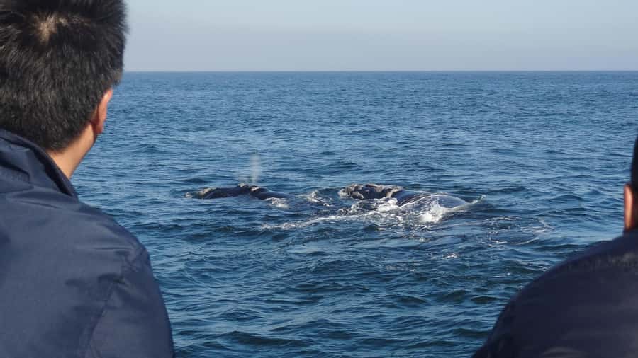 Hermanus: Boat Based Whale Watching Experience - Key things to know before you go