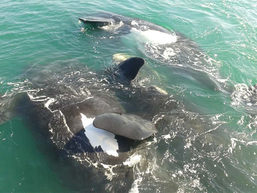Hermanus: Boat Based Whale Watching Experience - Finding whales in their natural environment