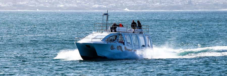 Hermanus: Boat Based Whale Watching Experience - Dolphins, seals, seabirds, and the occasional surprise