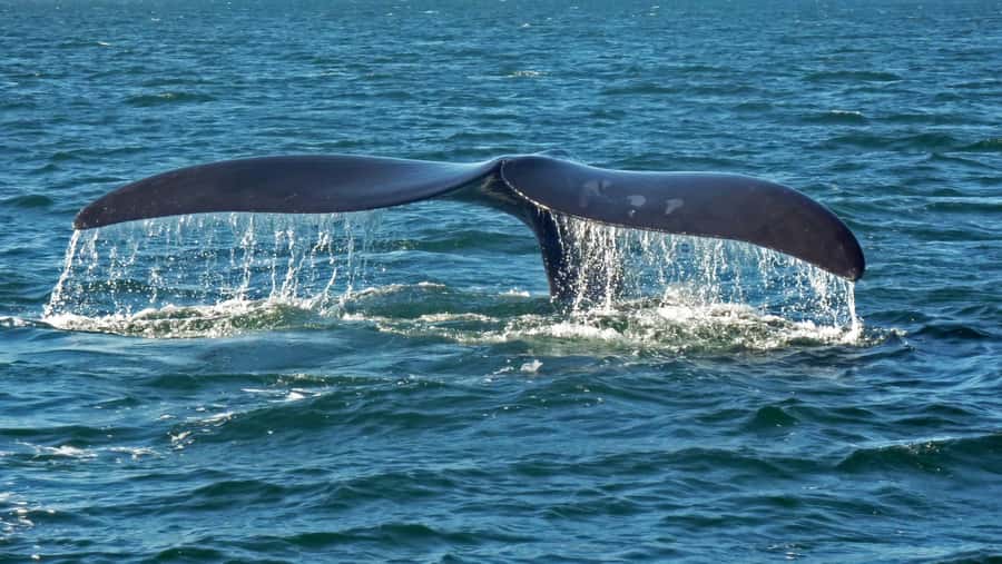 Hermanus: Boat Based Whale Watching Experience - The guide and onboard explanations