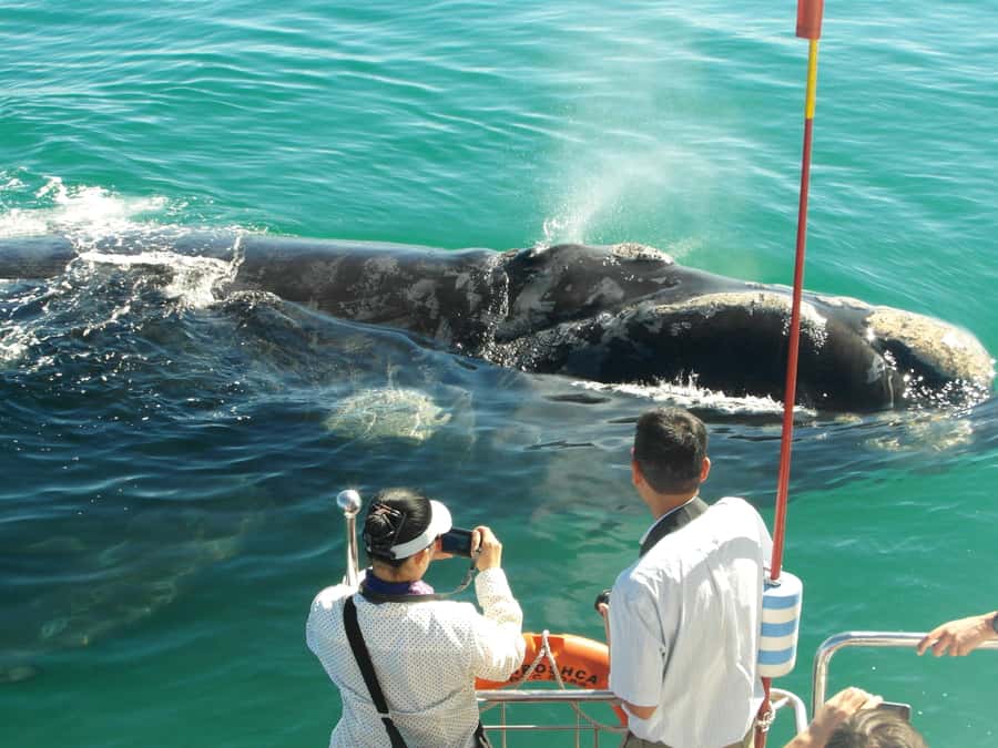Hermanus: Whale and Dolphin Watching Boat Trip - Key points to know before you sail
