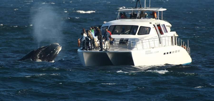 Hermanus: Whale and Dolphin Watching Boat Trip - Dolphins, seals, and Bryde’s whales fill out the day