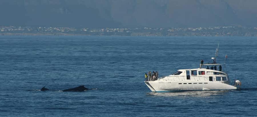 Hermanus: Whale and Dolphin Watching Boat Trip - Timing your trip for the best chance