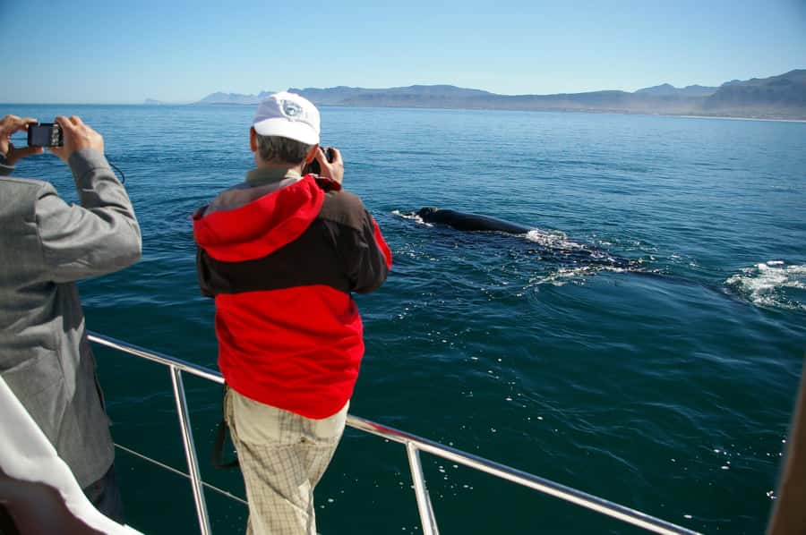 Hermanus: Whale and Dolphin Watching Boat Trip - Searching for southern right whales