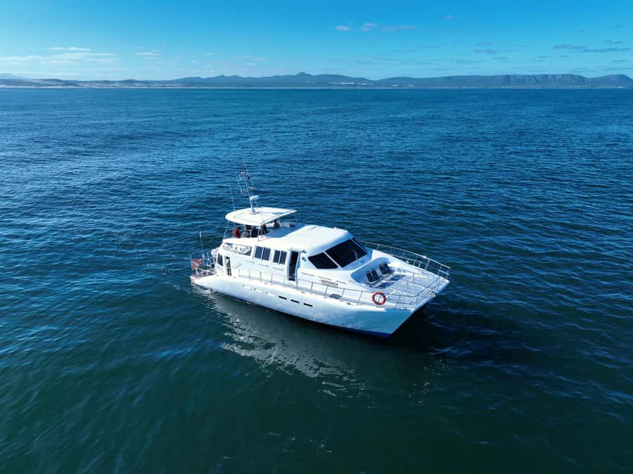 Hermanus: Whale Watching and Wine Testing - Key points to know before booking