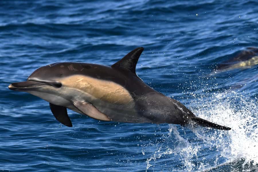 Hermanus: Whale Watching and Wine Testing - Why this pairing works so well
