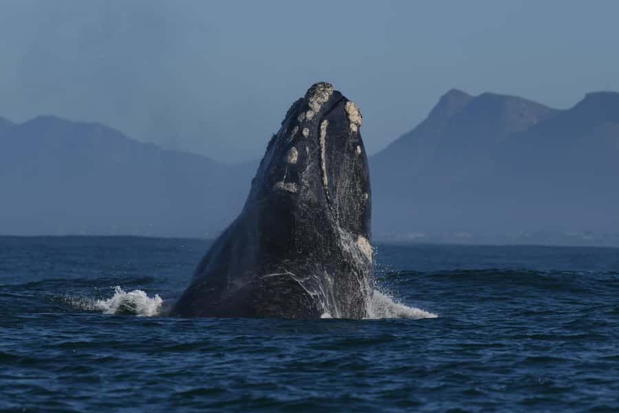 Hermanus: Whale Watching and Wine Testing - Hermanus and the Walker Bay boat trip