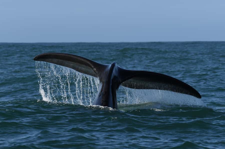 Hermanus: Whale Watching and Wine Testing - Spier Wine Farm in Stellenbosch