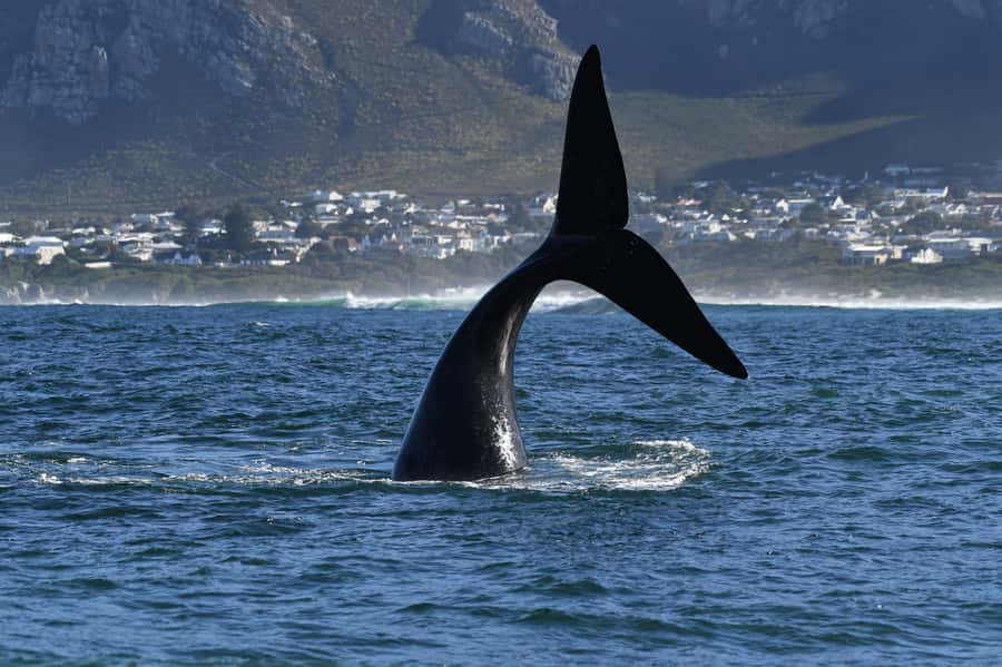 Hermanus: Whale Watching and Wine Testing - Morning pickup from Cape Town or Hermanus