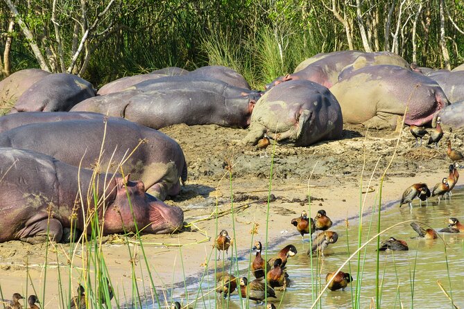 Hippo and Croc Boat Cruise in Saint Lucia with collection - Why the Saint Lucia Estuary is worth your time