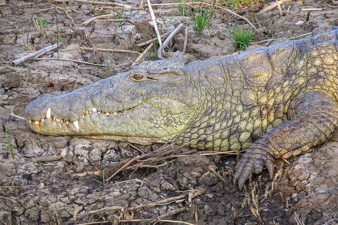 Hippo and Croc Boat Cruise in Saint Lucia with collection - A two-hour cruise with room to watch