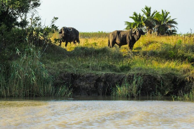 Hippo and Croc Boat Cruise in Saint Lucia with collection - What you will eat and drink on the boat