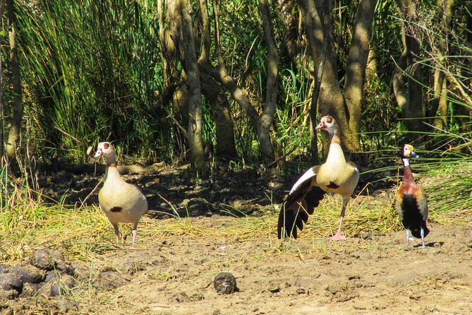 Hippo and Croc Boat Cruise in Saint Lucia with collection - Pickup makes the outing easy to fit into your day