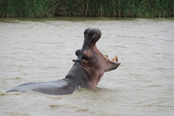 Hippo and Croc Boat Cruise in Saint Lucia with collection - What the price tells you about value