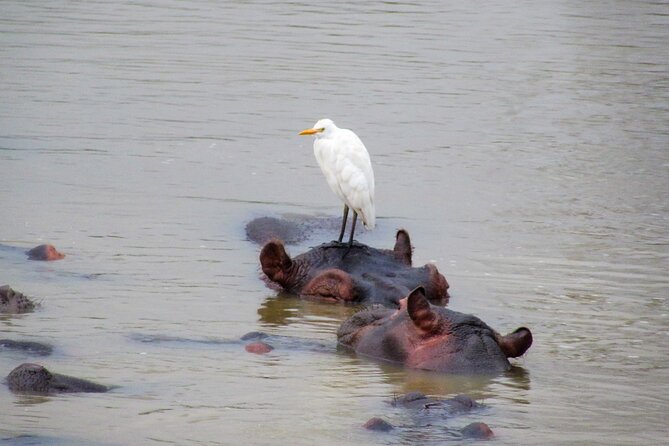 Hippo and Croc Boat Cruise in Saint Lucia with collection - How to get better photographs and better sightings