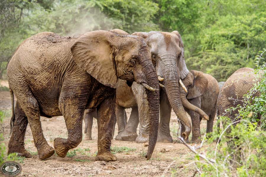 Hluhluwe-Imfolozi: Big 5 Full or Half-Day Safari - Why Hluhluwe-Imfolozi is worth your safari time
