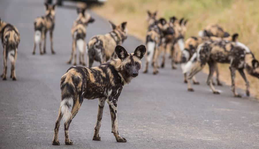 Hluhluwe-Imfolozi: Big 5 Full or Half-Day Safari - The traditional braai lunch