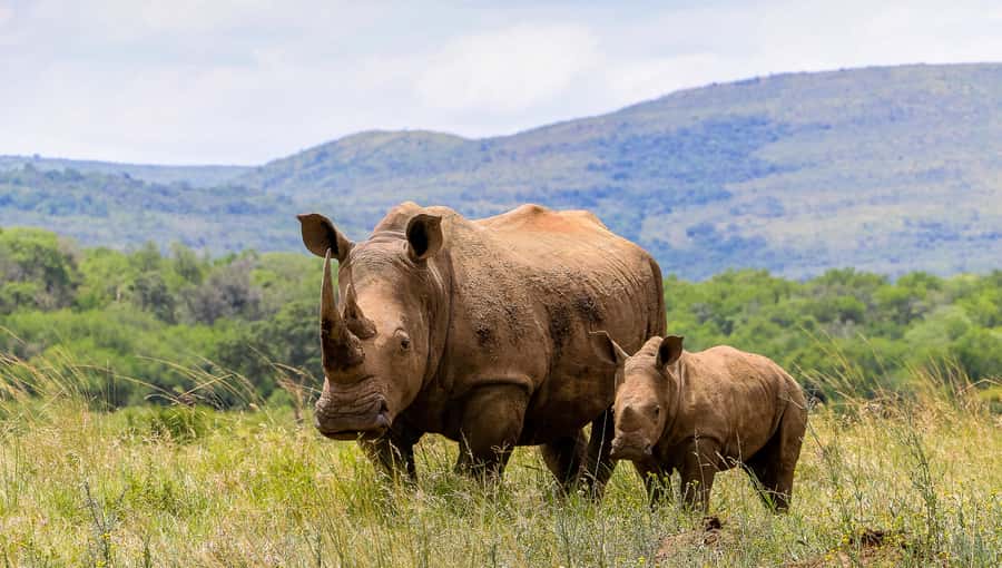 Hluhluwe-Imfolozi: Big 5 Full or Half-Day Safari - The guides make the difference